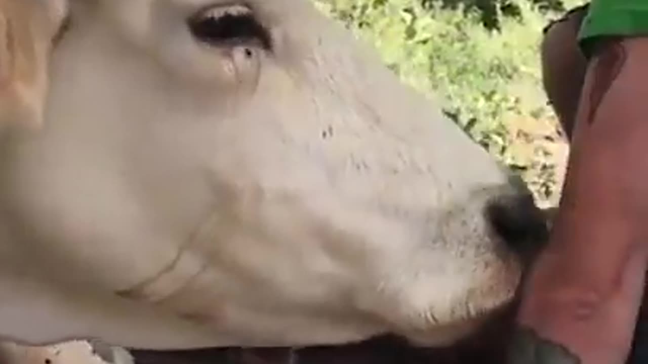 Mama cow shows gratitude to the kind man who saved her and helped deliver her calf