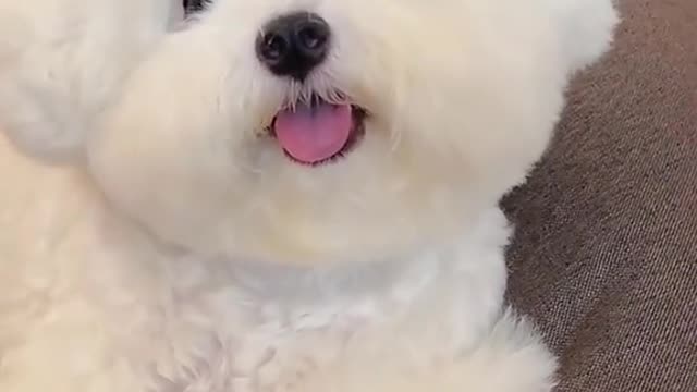 Wink puppy