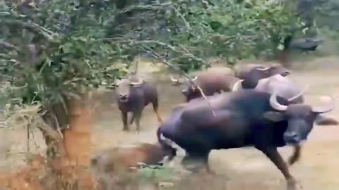 Wild Animals Attacking Video