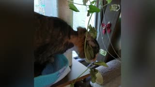 "She can stop anytime" Says Catnip eating cat