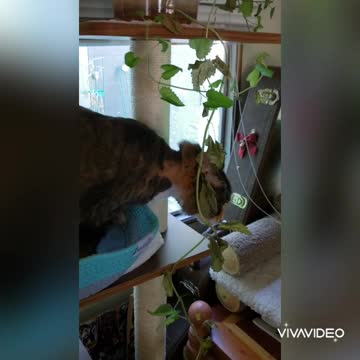 "She can stop anytime" Says Catnip eating cat