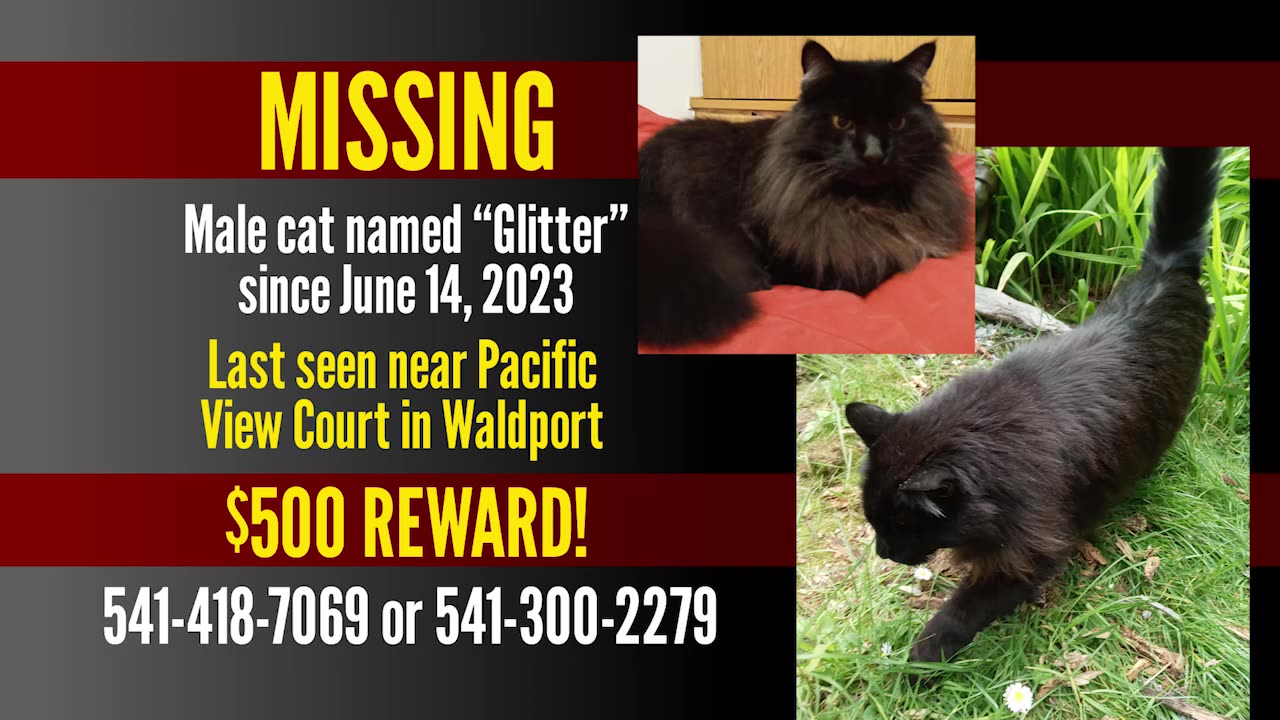 Missing Cat