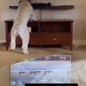 This adorable dog loves horse racing.