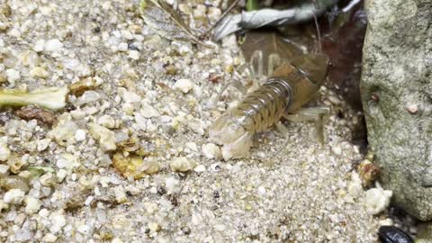 cute crayfish running away