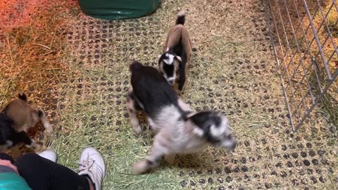 Baby Goats C 02.2022