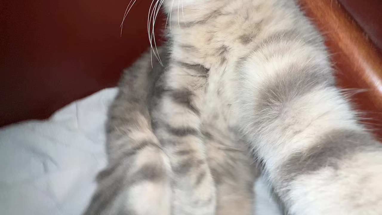 Cat Phone Tutorial Part 1.