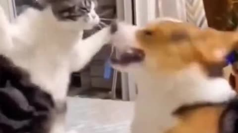 animals