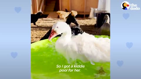 Guard Goose Becomes Women's Best Friend | The Dodo Soulmates