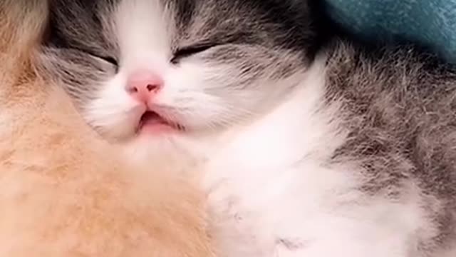 Cute kitty baby cat miss