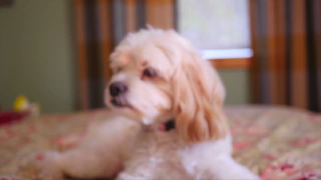Rumble cutes dogs