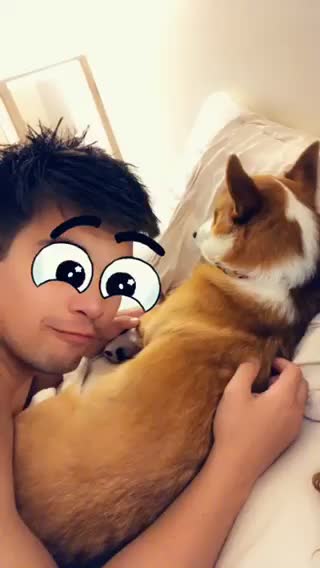 Corgi butterflies in the head