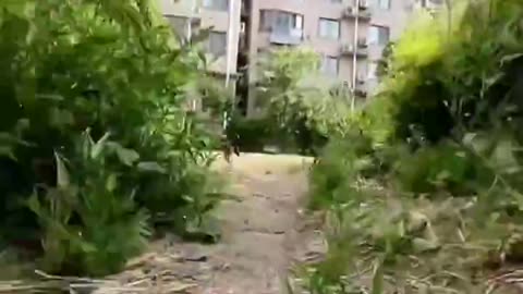 Cat On Camera Chasing