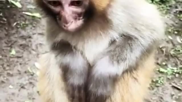 Cute baby Monkey eats Orange <3