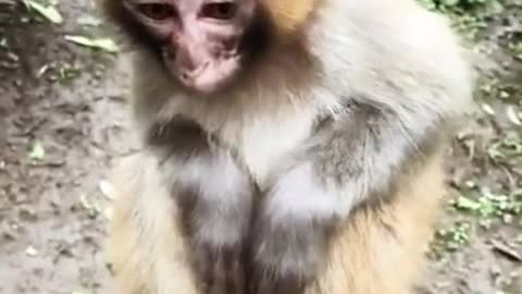 Cute baby Monkey eats Orange <3