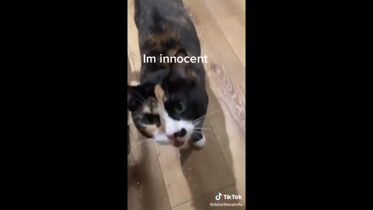 Funny animals video