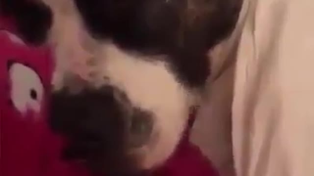 dog snores sleeping and wakes everyone up