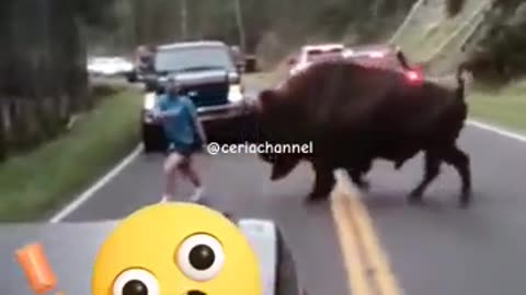 ohh no..!! #shortsfeed #shorts #bison #animals #funnyshorts#shortvideo