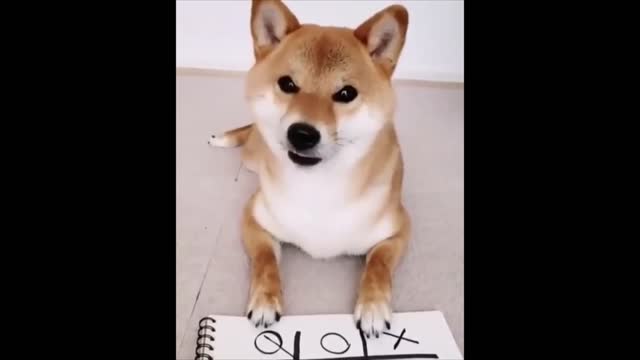 Shiba Inu Playing Tic Tac Toe