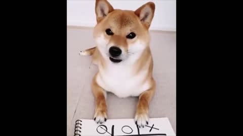 Shiba Inu Playing Tic Tac Toe