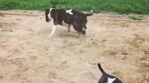 Dog gone to be mad 😂