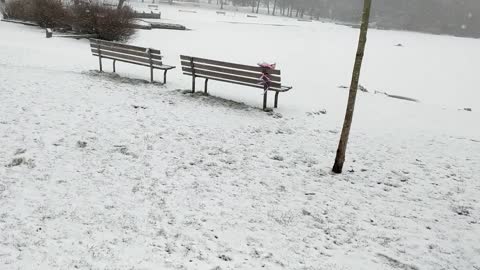 Dog Rescued from Frozen Pond