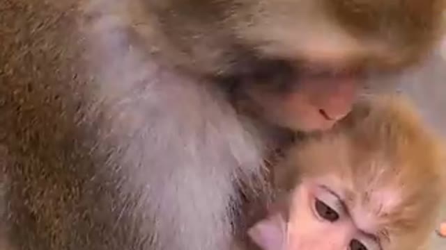 #shorts monkey cartoon funny monkey dog monkey yelling sound