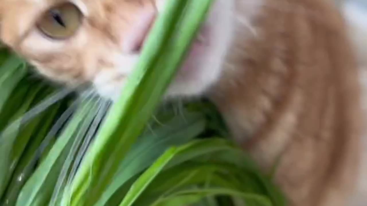 My cat love grass so badly 🤣🥰