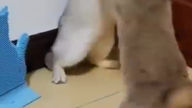 Cat fight with baby cat