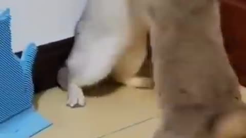 Cat fight with baby cat