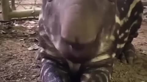 Cat funny video