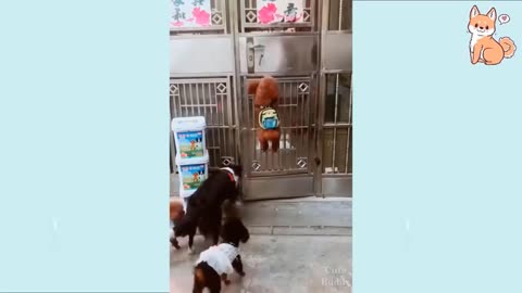 This clever dog opens the door for others! must see how!