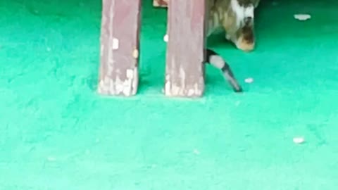 cat catching lizard