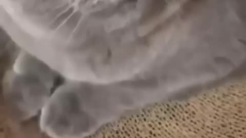 Cat funny video