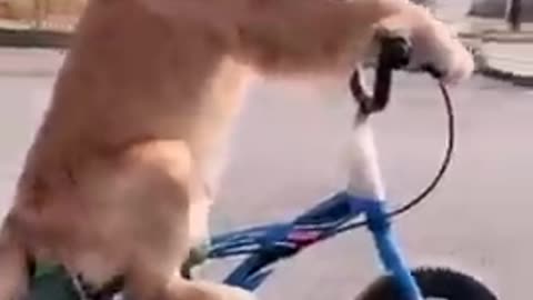 Cute dog riding a bicycle - Best Animal Reaction and Moments #shorts