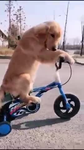 Cute dog riding a bicycle - Best Animal Reaction and Moments #shorts