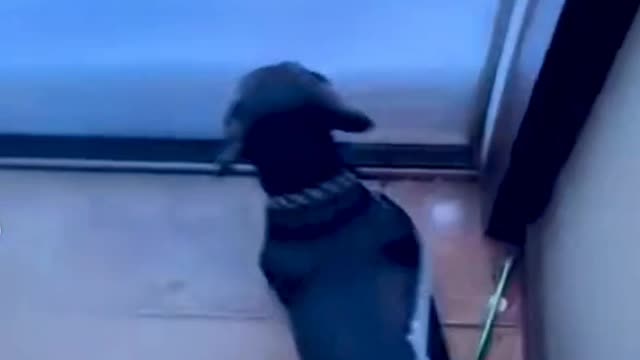 The dog was directly covered in snow