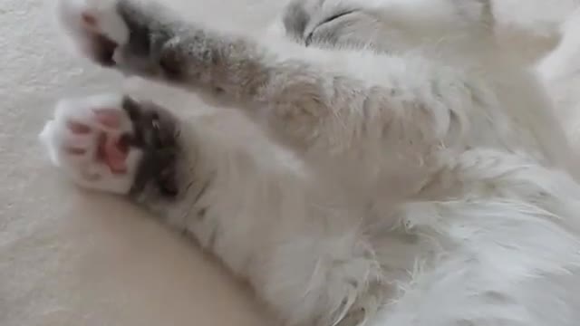 On how a cute white cat stretches out its paws when it gets up