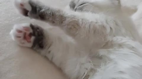 On how a cute white cat stretches out its paws when it gets up