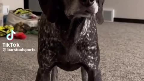 Doggie Panic