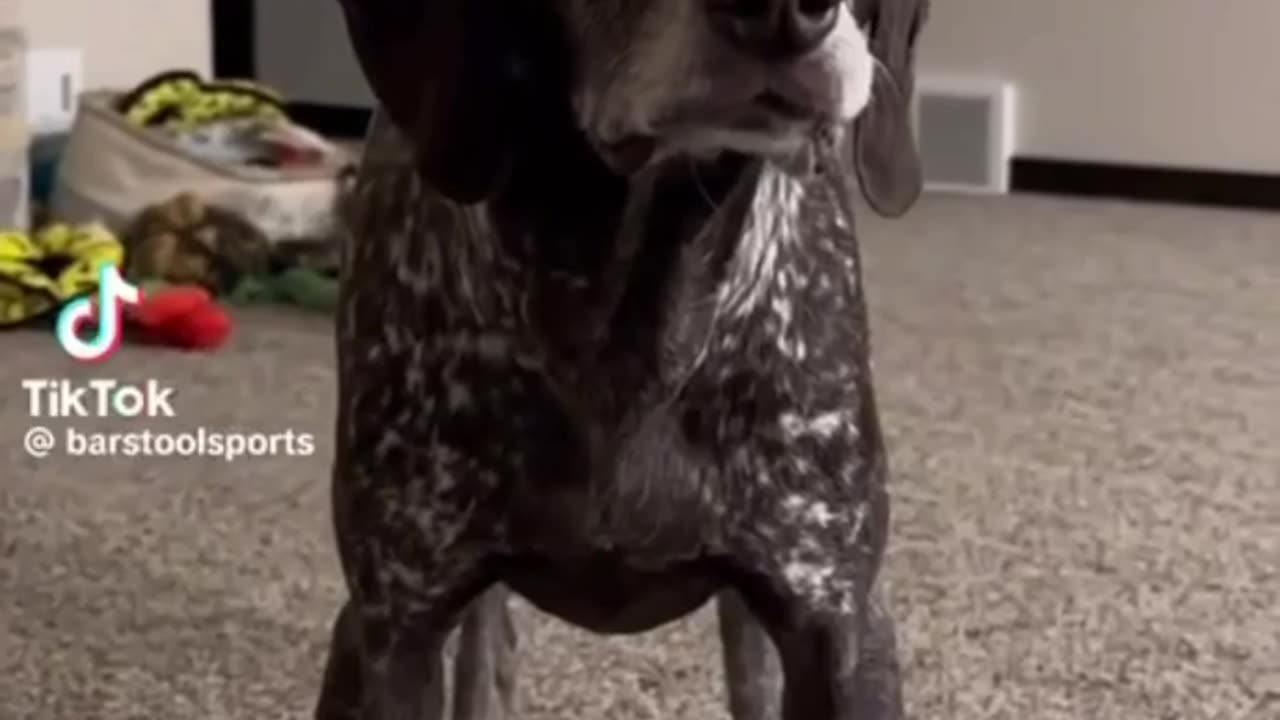 Doggie Panic