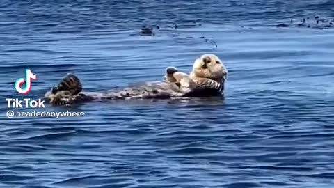 Sea Otter floating