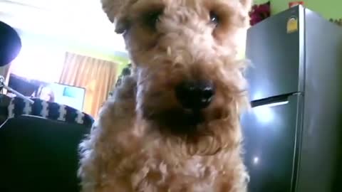 Welsh Terrier Barking in SST Podcast