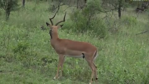 Feb 24, Oxpeckers taking their job like a fine toothed comb