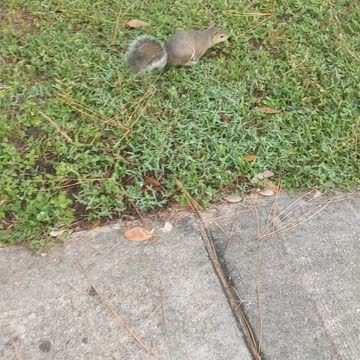 Squirrel wants a cameo