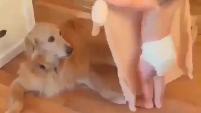 Funny Dog Videos 2021 It's time to LAUGH with Dog's life279