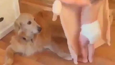 Funny Dog Videos 2021 It's time to LAUGH with Dog's life279