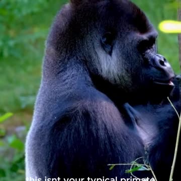 The truth behind the mysterious ape that can hunt and eat lions in Africa #shortvideo