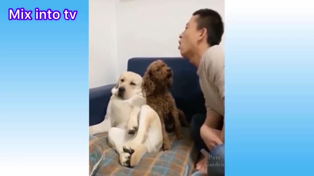 Cute and funny cats and dogs. MUST WATCH !!!!!!!!!