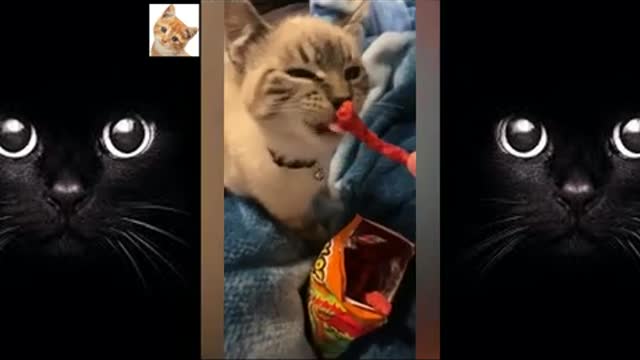 Good Laugh For Weekend With Funny Pets Funny Dog And Cat Video