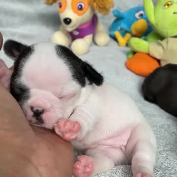 How Cute..? ❤️🐶